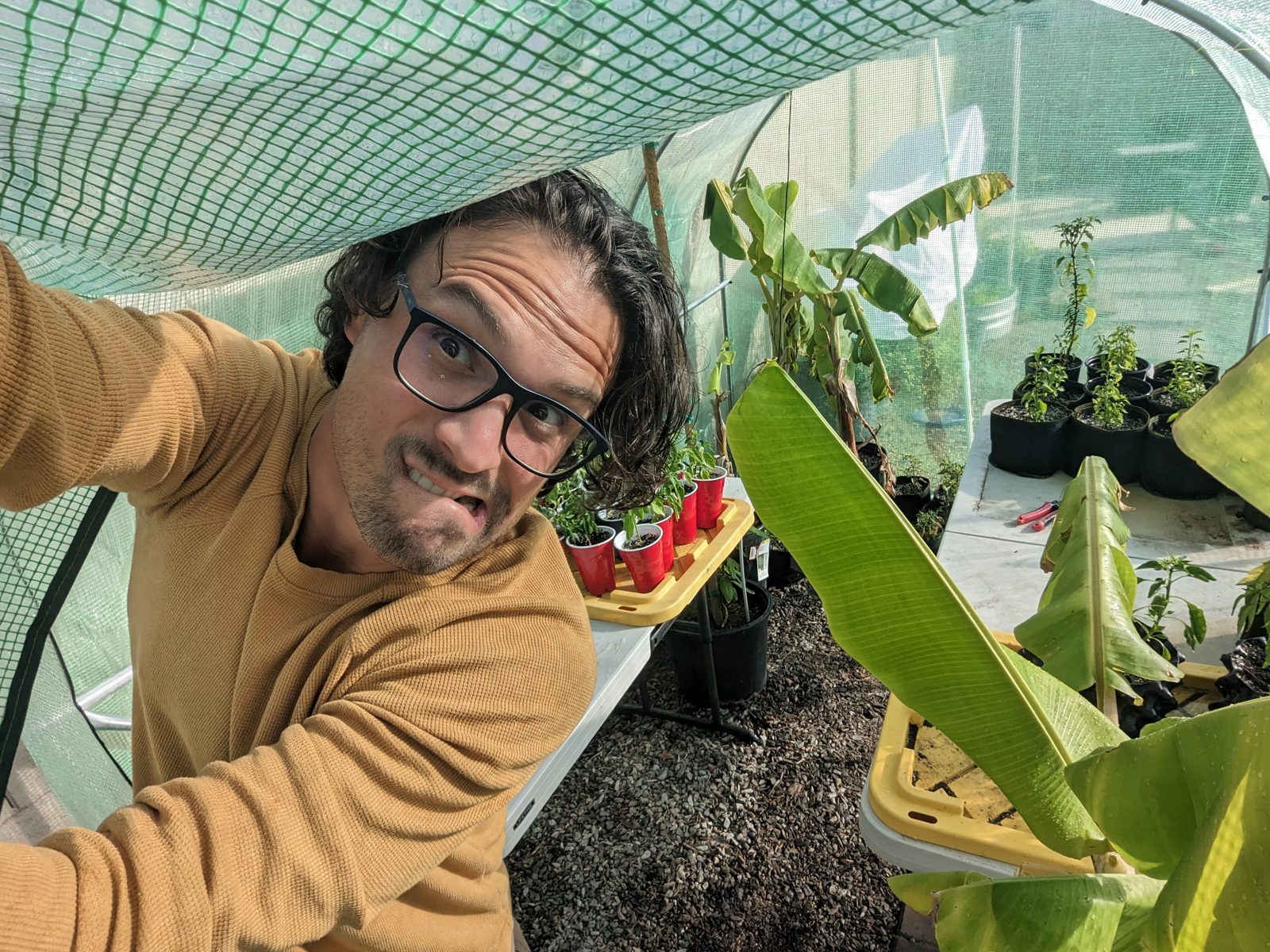 Steven ducking into a mesh greenhouse full of banana plants and pepper seedlings