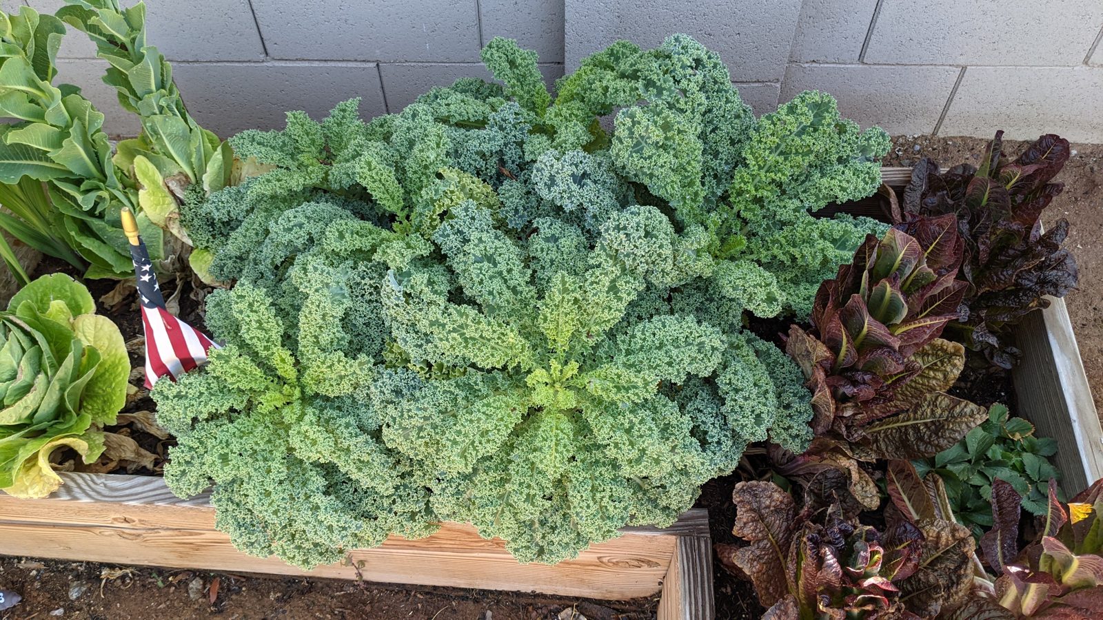 A raised bed full of curly kale and red romaine