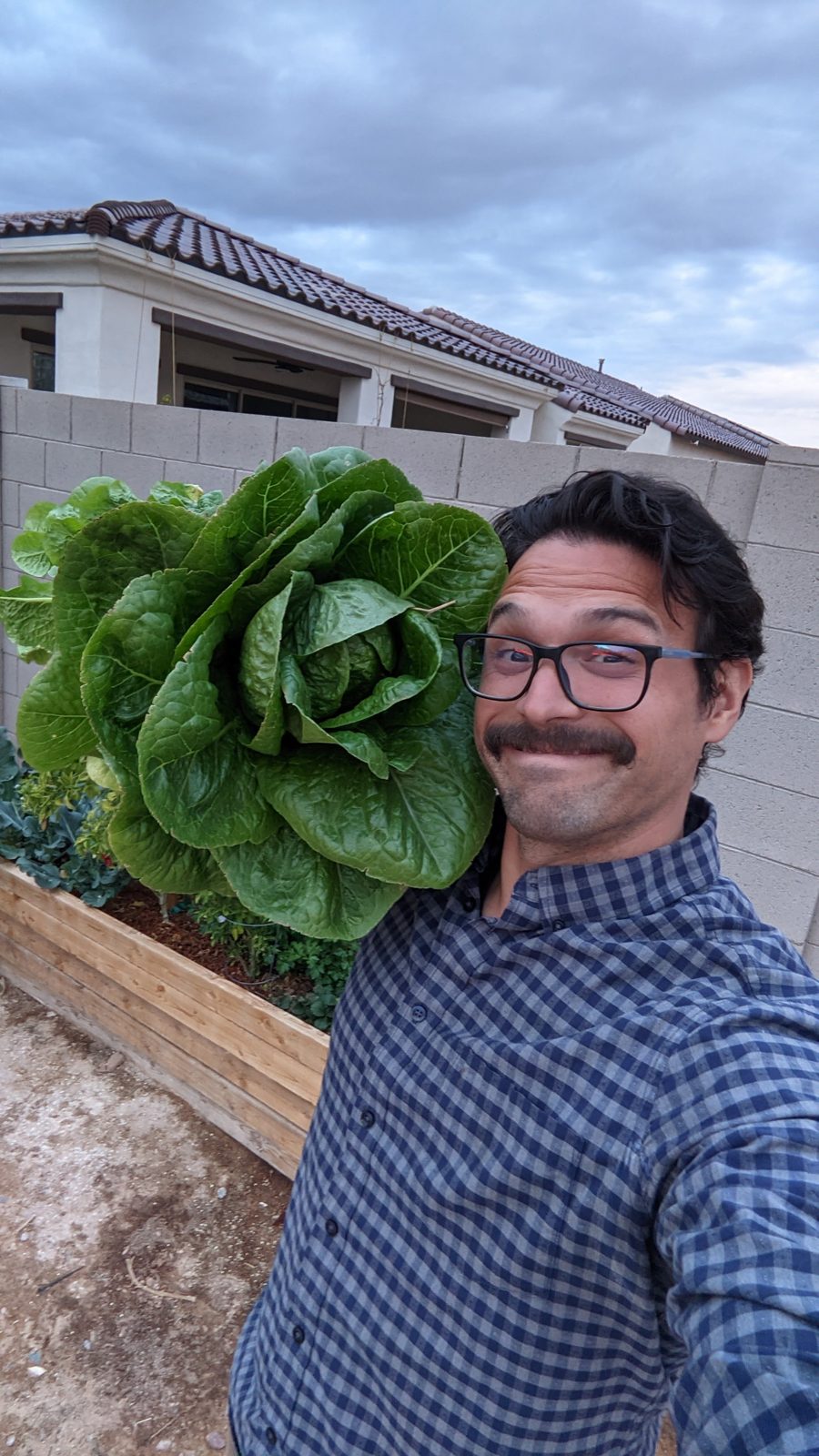 Steven next to a head of romaine as big as his torso in a raised garden bed