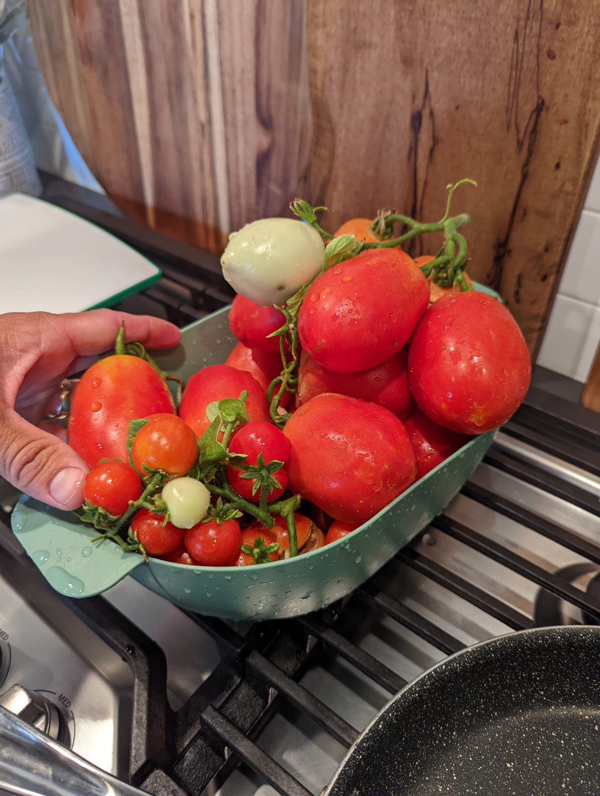A colander piled with freshly picked tomatoes